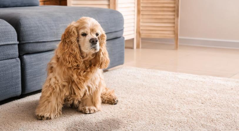 how to wash dog pee out of carpet
