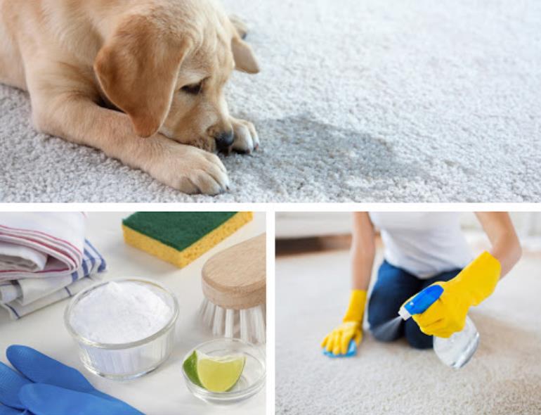 how to remove the smell of dog urine from carpet